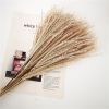 Natural Pampas Grass and Bunny Tail Dried Floral Bouquet