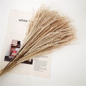 Natural Pampas Grass and Bunny Tail Dried Floral Bouquet (Color: reeds pampa, size: 30pcs)