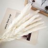 Natural Pampas Grass and Bunny Tail Dried Floral Bouquet
