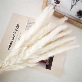 Natural Pampas Grass and Bunny Tail Dried Floral Bouquet (Color: white pampa, size: 30pcs)