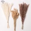 Natural Pampas Grass and Bunny Tail Dried Floral Bouquet